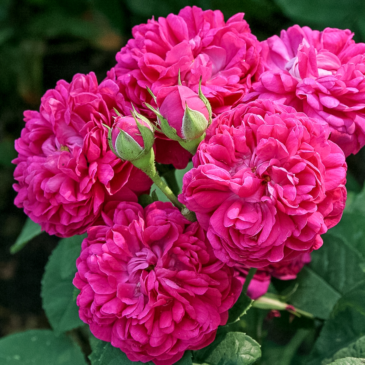 ROSE DE RESCHT vazone