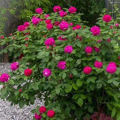 ROSE DE RESCHT