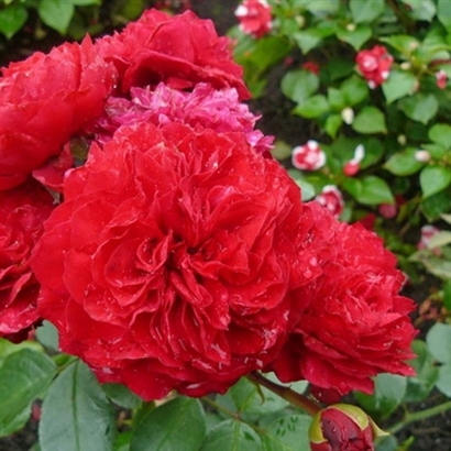 RED LEONARDO DA VINCI