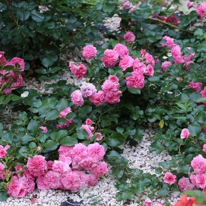 LES QUATRE SAISONS/ PINK SWANY vazone