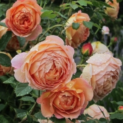 LADY OF SHALOTT vazone