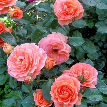 TATTON vazone