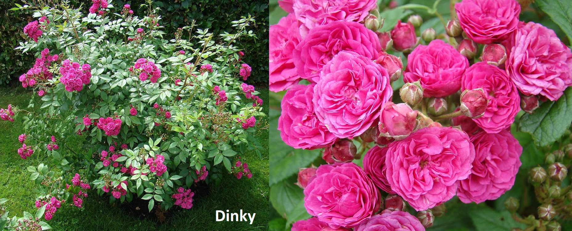 DINKY (VELHEAV) plika šaknis
