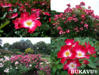 BUKAVU vazone