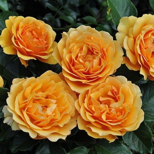 AMBER QUEEN plika šaknis