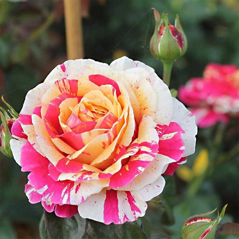 VANILLE FRAISE