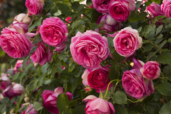 PINK EDEN ROSE vazone
