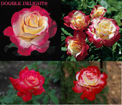 Stiebine rožė Dauble Delight