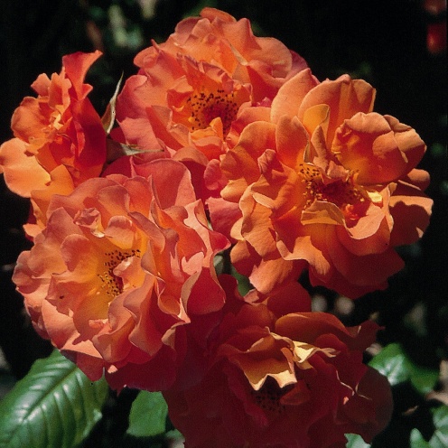 Westerland