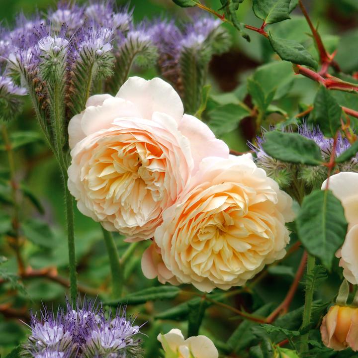 Crocus rose vazone