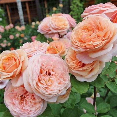 Charming apricot vazone