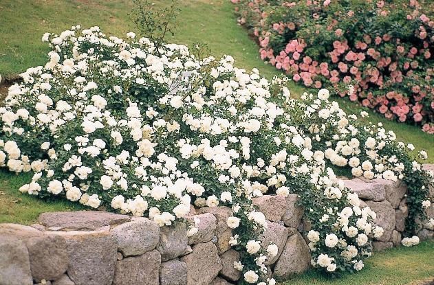 WHITE MEIDILAND vazone
