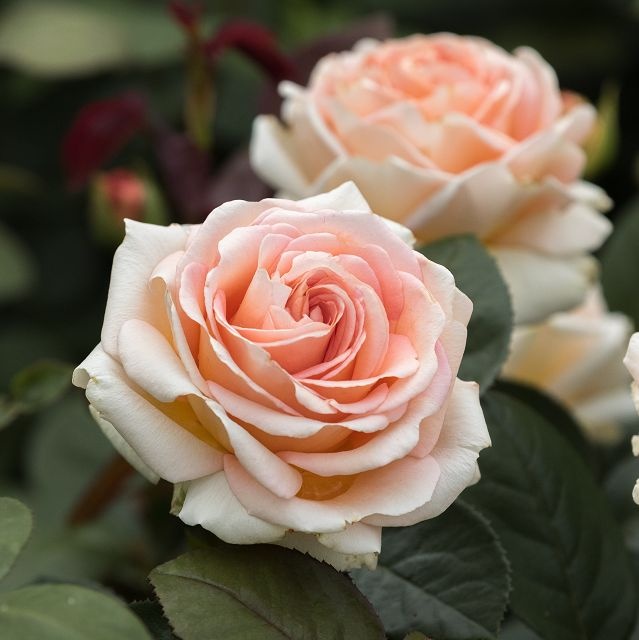 LADY CAPRI NAUJIENA