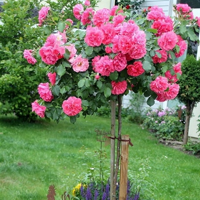 Stiebinė rožė ROSARIUM UETERSEN