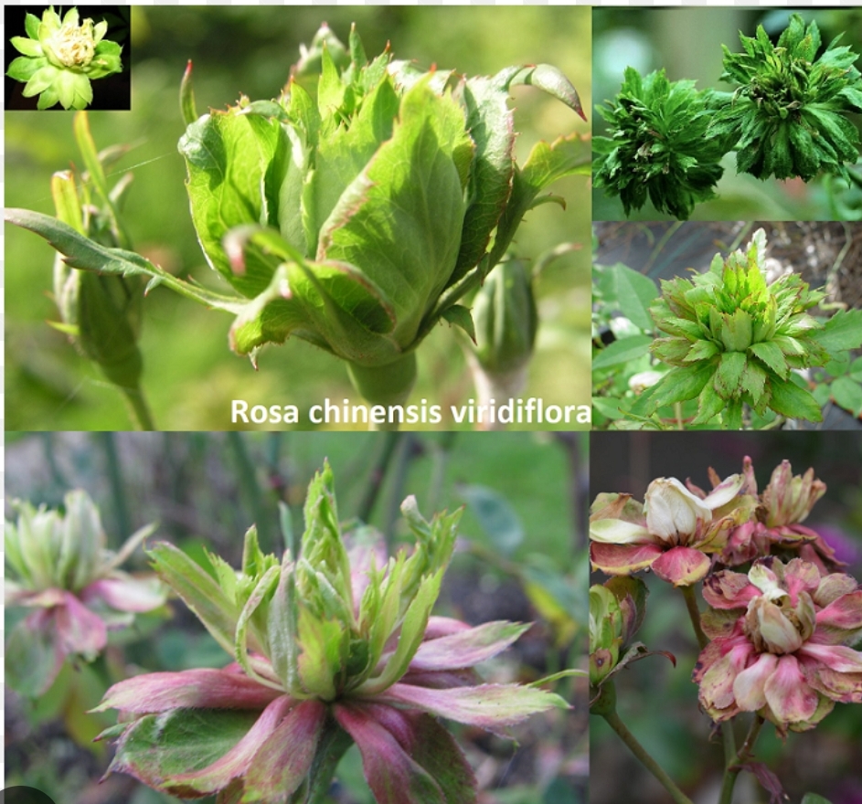 Rosa chinensis Viridiflora (Kinijos rožė) plika šaknis