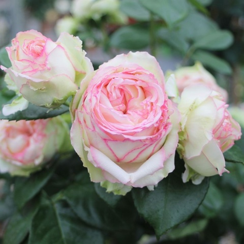 BIEDERMEIER Naujiena vazone