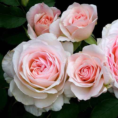 MORDEN BLUSH vazone