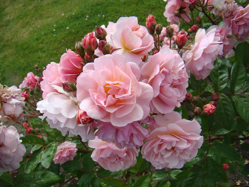 CORNELIA vazone