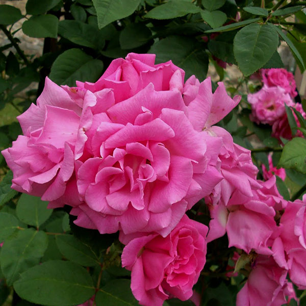 ZEPHIRINE DROUHIN vazone