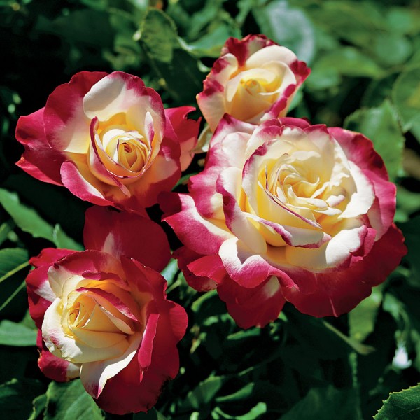 Stiebinė rožė Double Delight