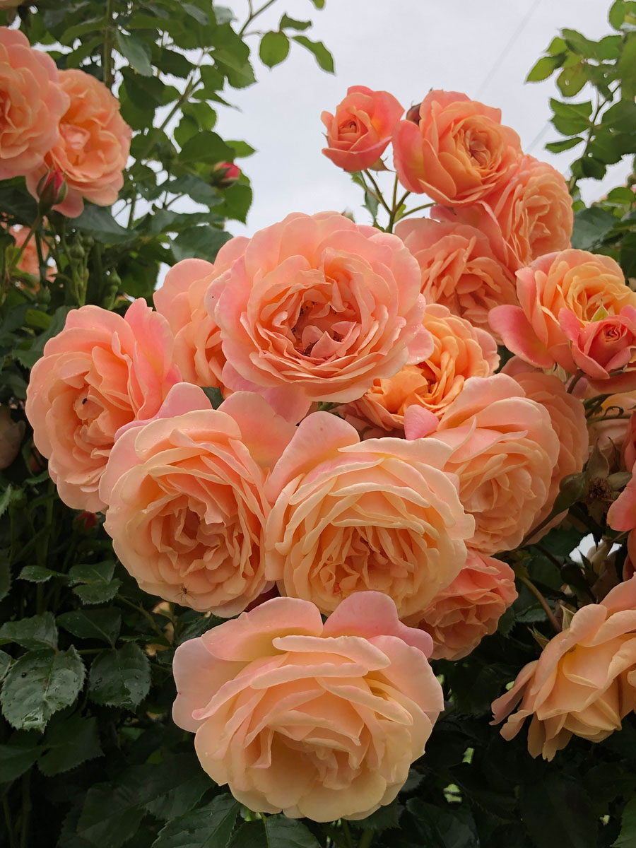 Peach melba plika šaknis