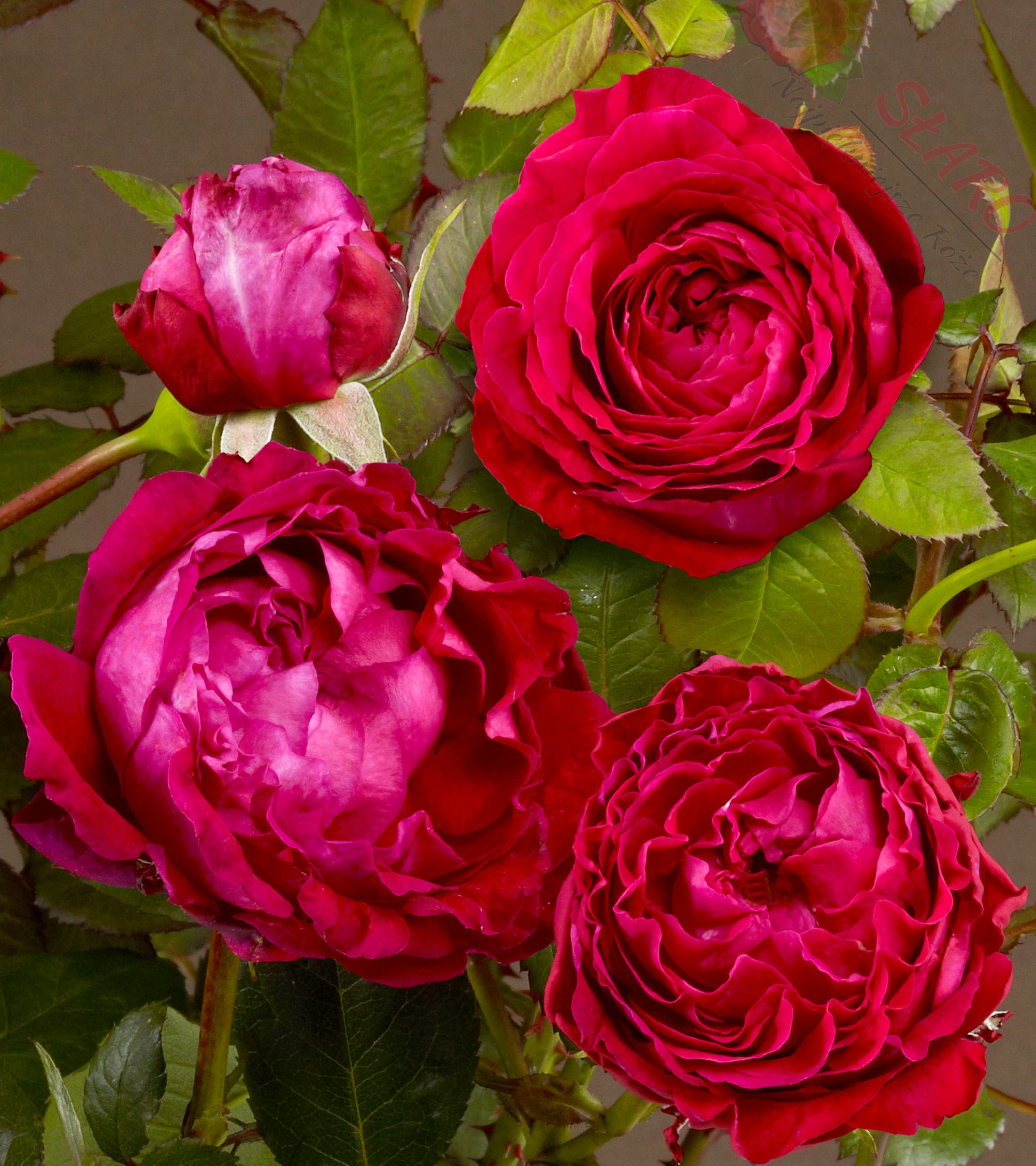 KATHERINE RENAISSANCE