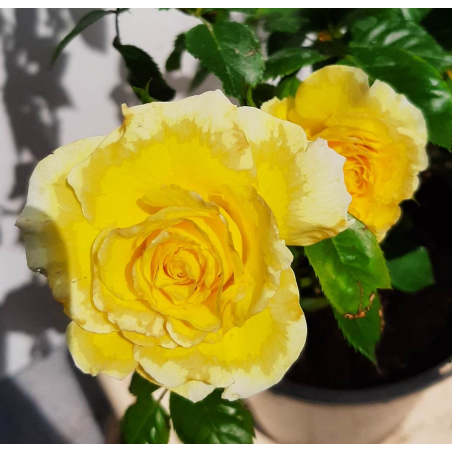 Lichtkonigin LUCIA vijoklinis plika šaknis