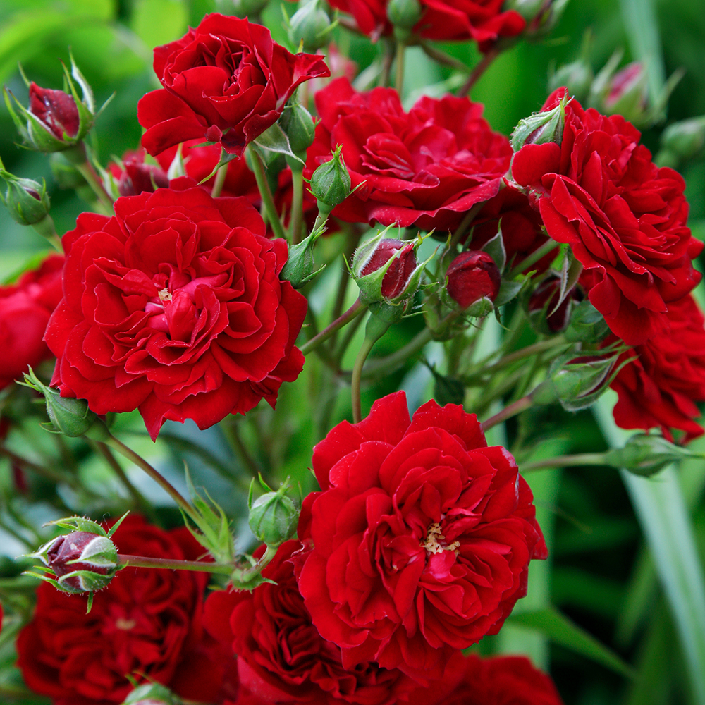 Crimson Siluetta