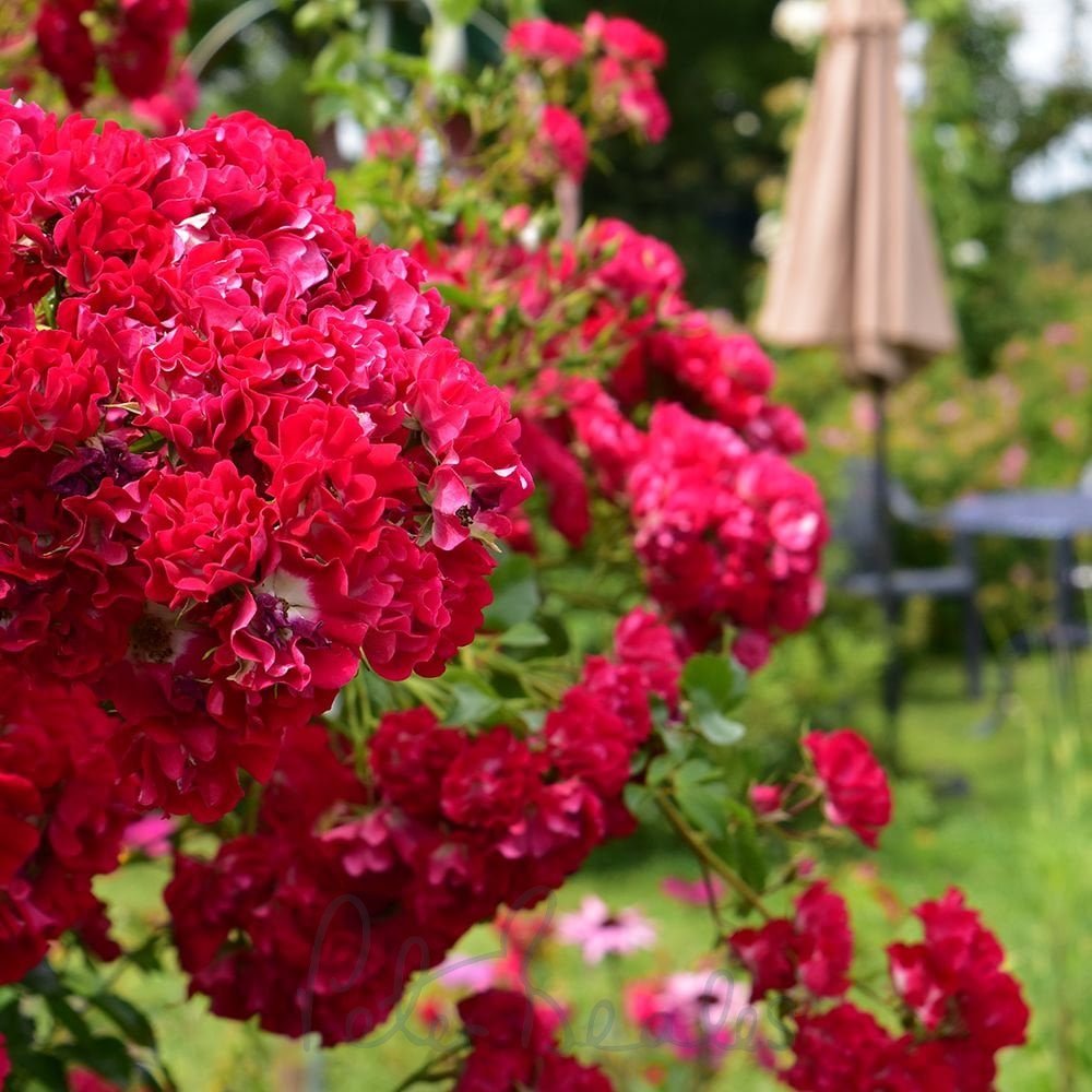 Rambling rose