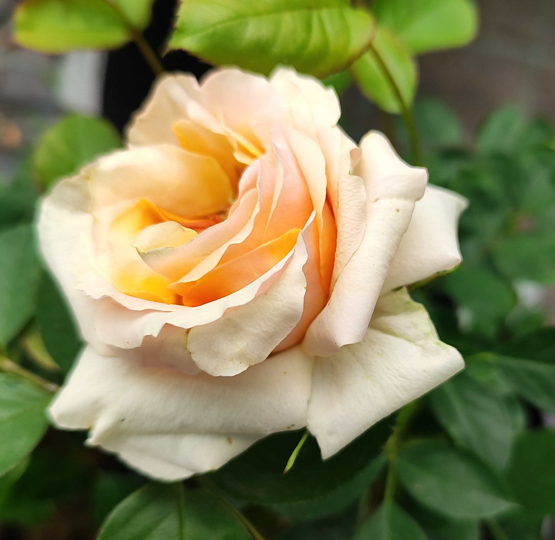 ''Zita'' miniatūra