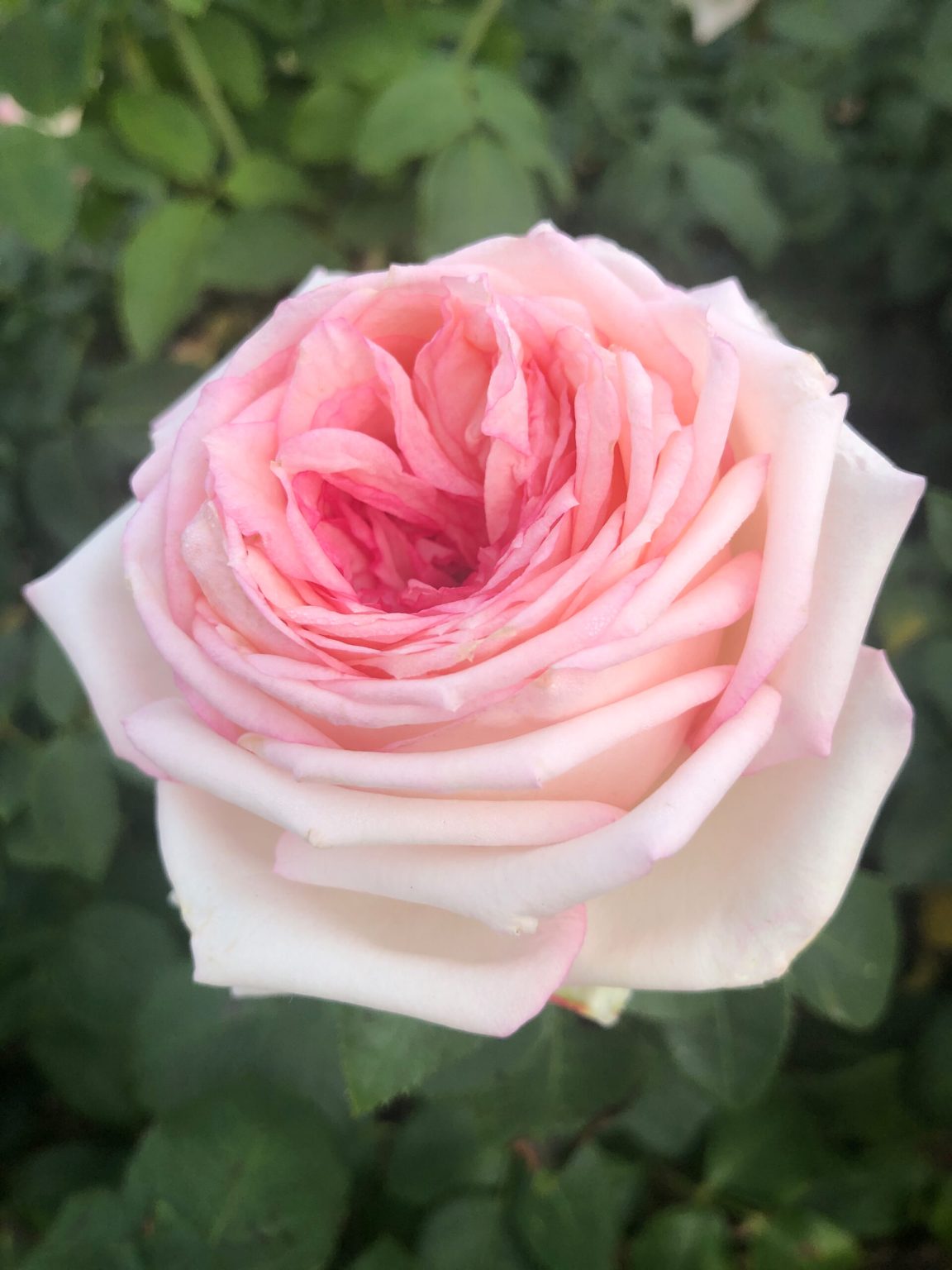 Meine rose stiprus kvapas