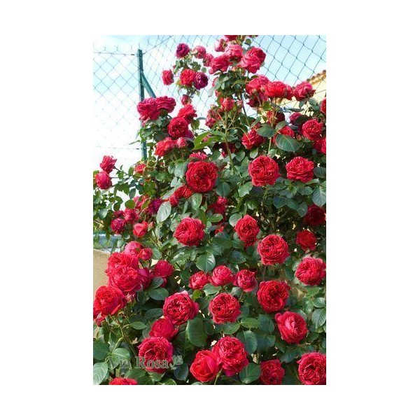 RED EDEN ROSE vijoklinis plika šaknis