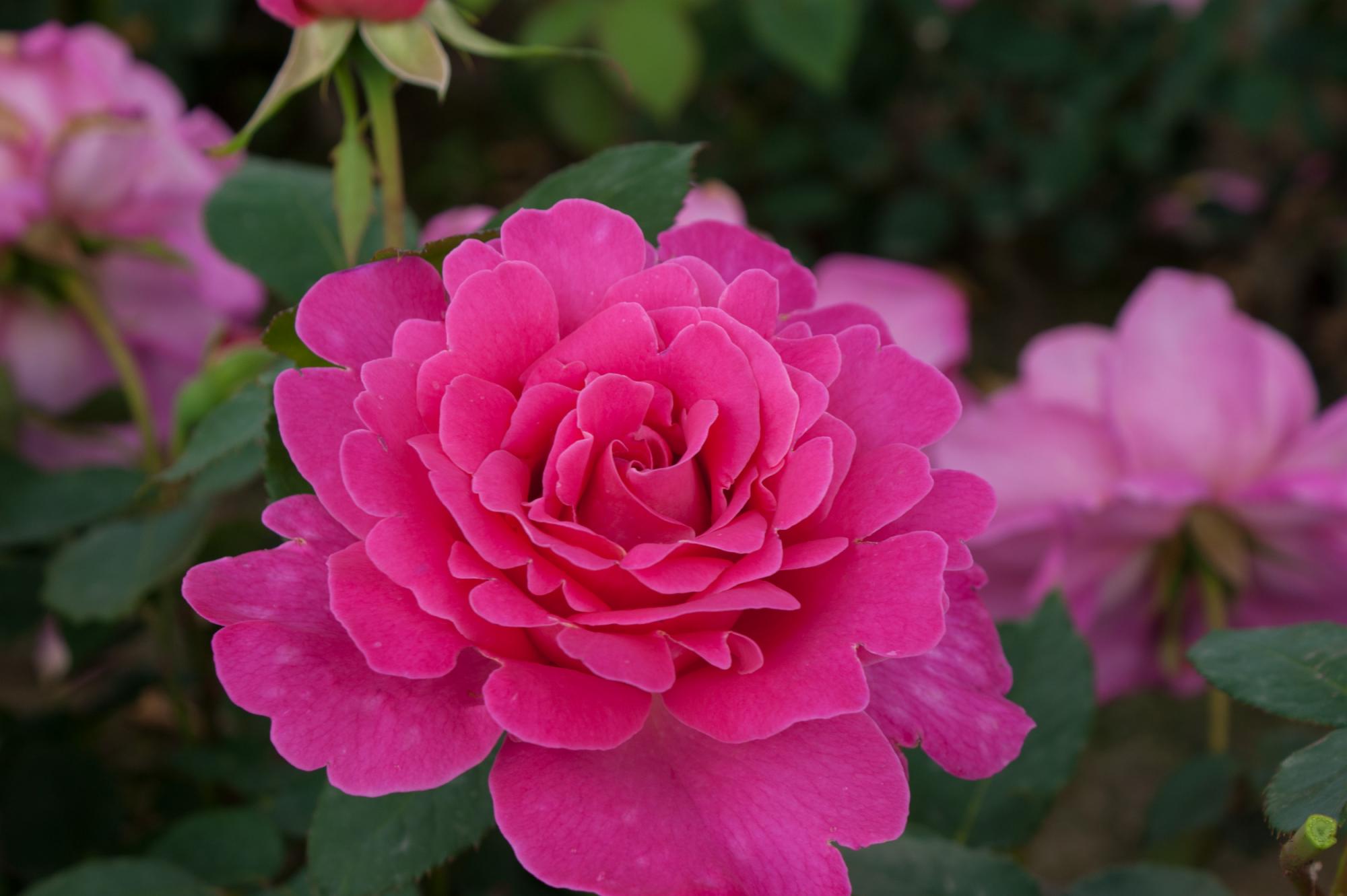 Pink Peace  kvapni plika šaknis