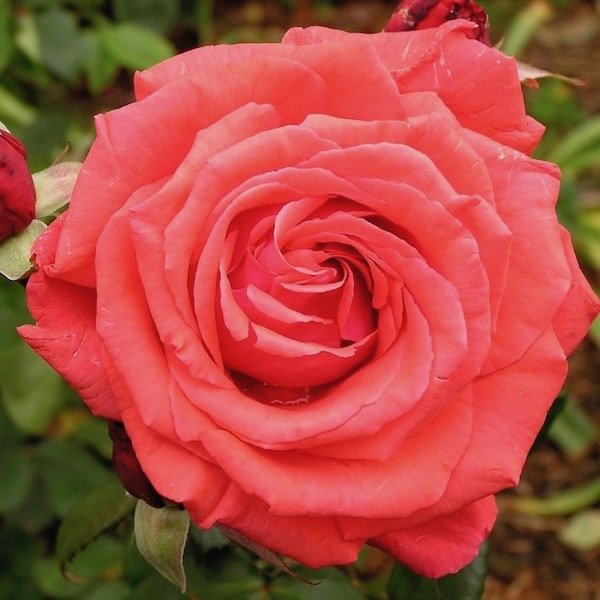 Fragrant Cloud  (Duftwolke  ) plika šaknis