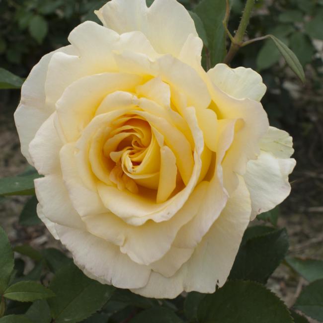 GOLDEN SILK plika šaknis labai  kvapnus