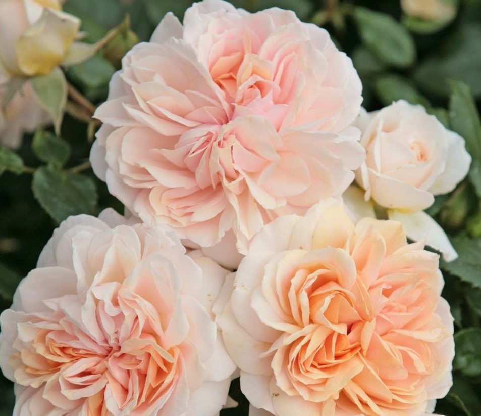 rosa-garden-rose-Garden-of-roses-floribunda-peach-sodo-rožė-persikinė-pasteline-augalas-gėlės-ir-manufaktūra-augalai