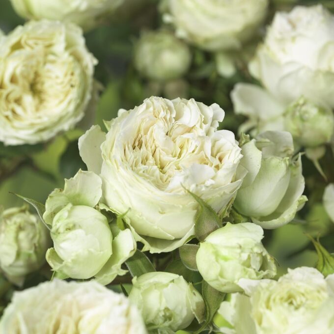 rosa-escimo-f-c-680x680