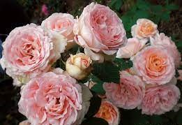images (2)
