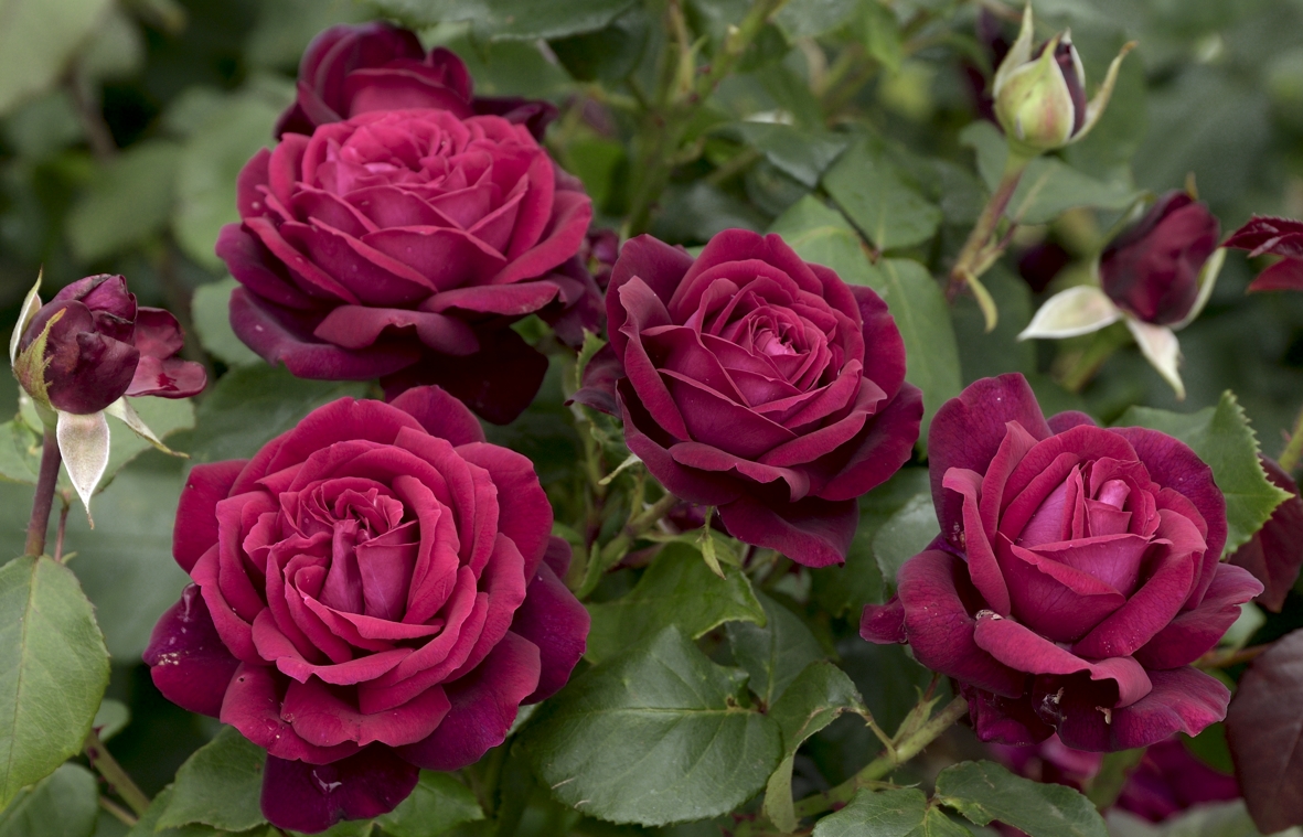 Graefin-Diana-165_50347267262bc9d87bddb9