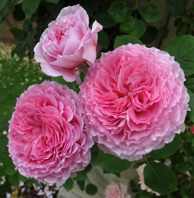 3cee7f5883e09f464ec2f6727c2a72d5--james-galway-rose-united-kingdom