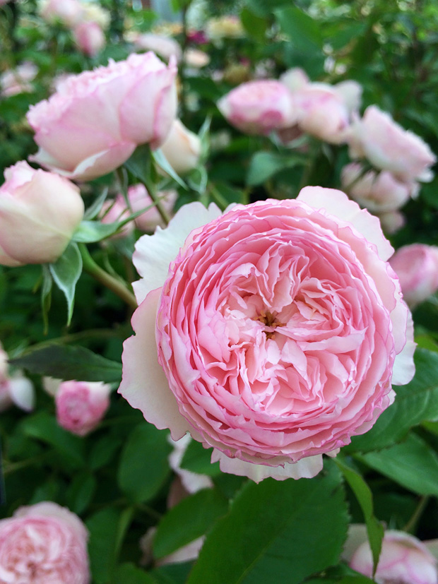 mill-on-the-floss-rose