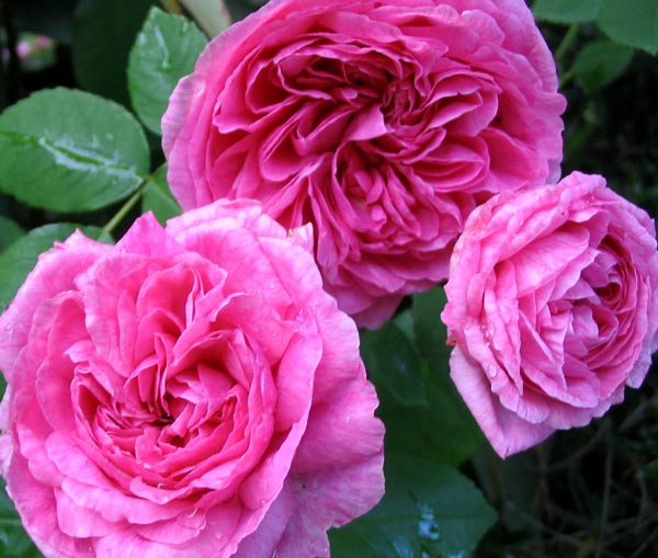 gertrude-jeckyll-rose