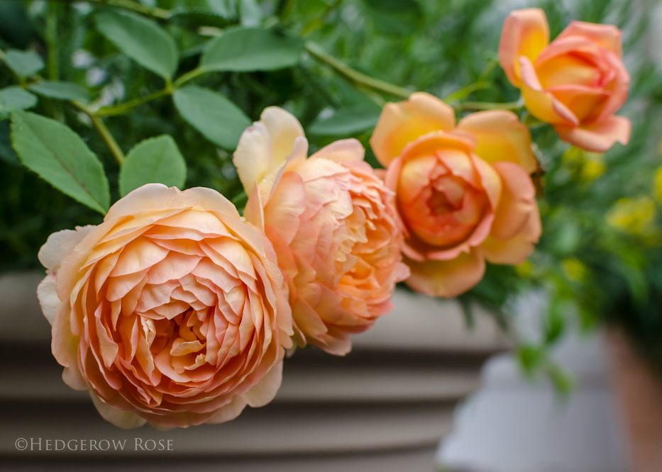 Lady-of-Shalott-via-Hedgerow-Rose-1