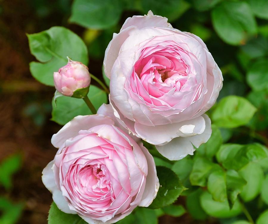 the-ancient-mariner-rose-lynn-hunt