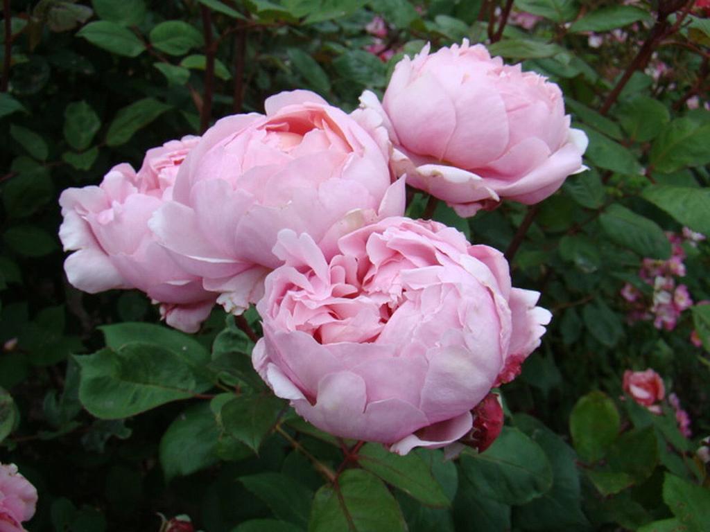 Brother Cadfael ® (Bare Root)