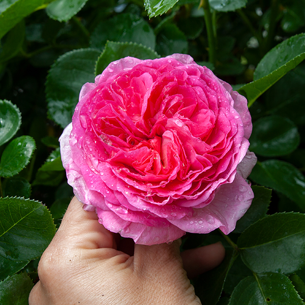 Rosa_Modern_Art_slovensketrvalky_2