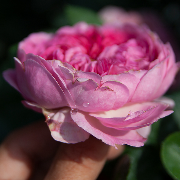 rosa_Modern_Art_slovensketrvalky_tantau_3 (1)