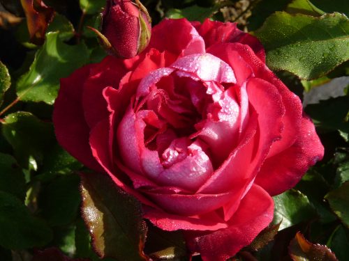 P1100061-scaled-500x375