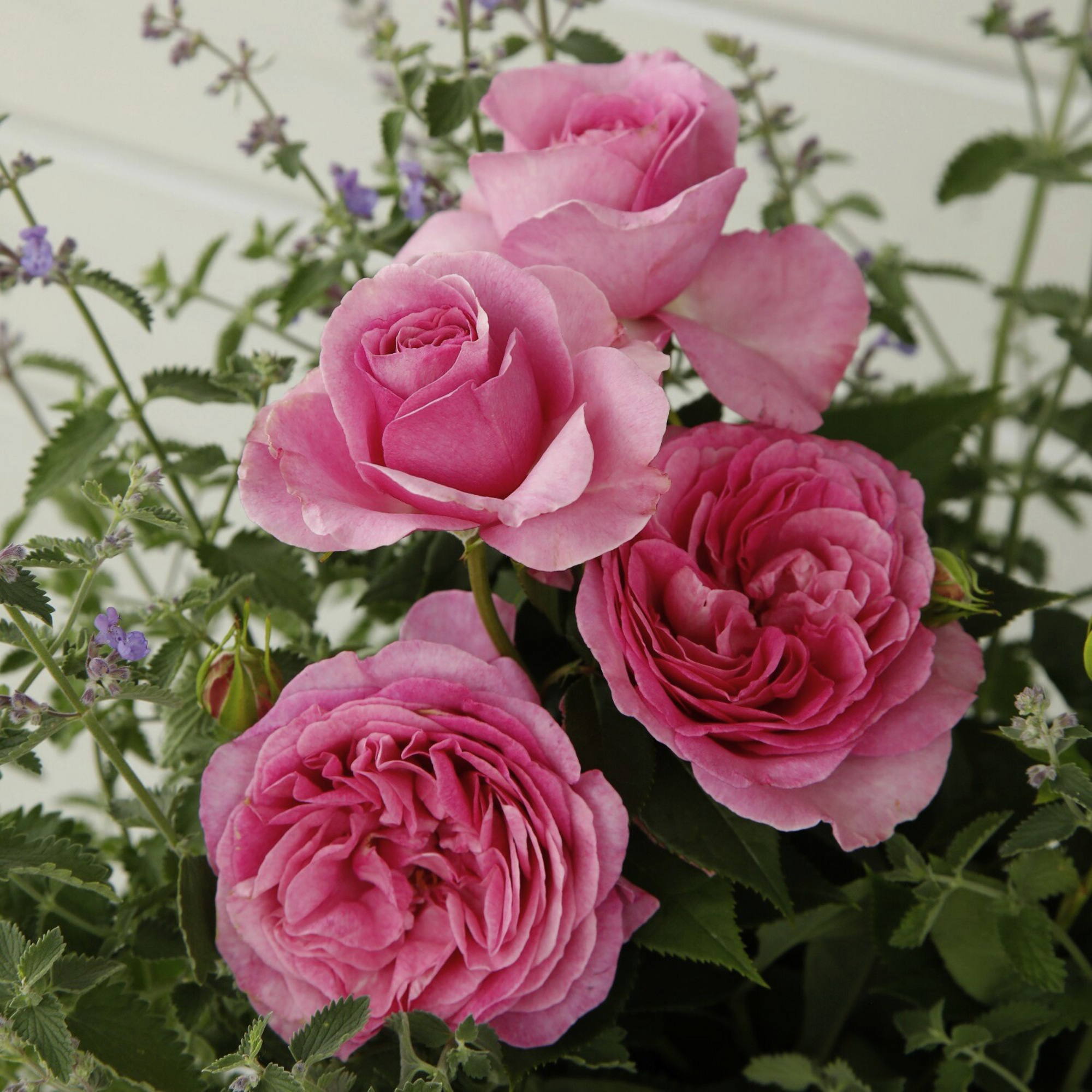 edelrose-rosa-koenigin-marie-bluete-rosa-gefuellt--1000000000419277
