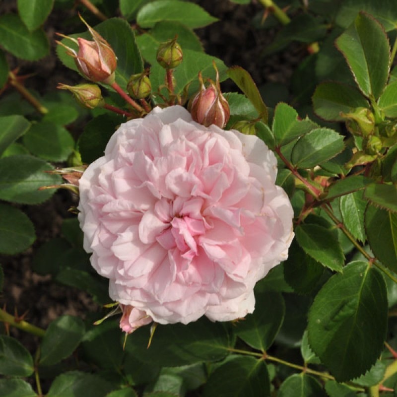 Blush Winterjewel 1-800x800